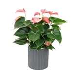 Pink Anthurium in Ceramic Pot