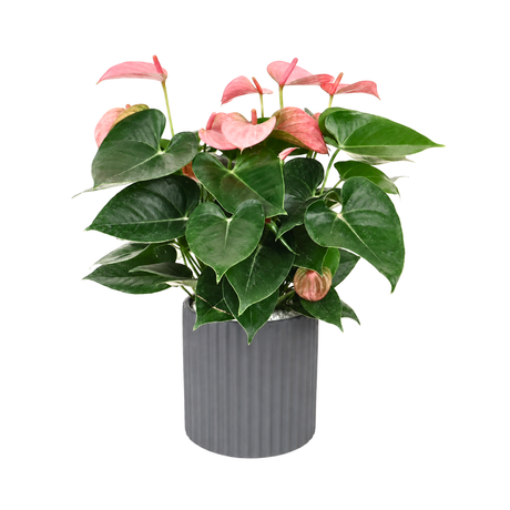 Pink Anthurium in Ceramic Pot
