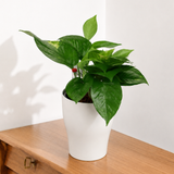 Money Plant in Self-Watering Round Pot