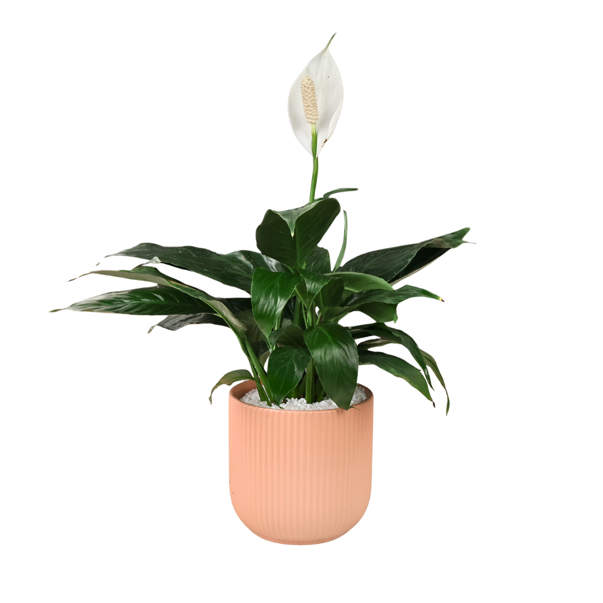 Spathiphyllum in Ceramic Pot (Peace Lily)