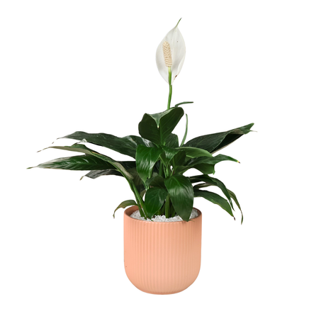 Spathiphyllum in Ceramic Pot (Peace Lily)