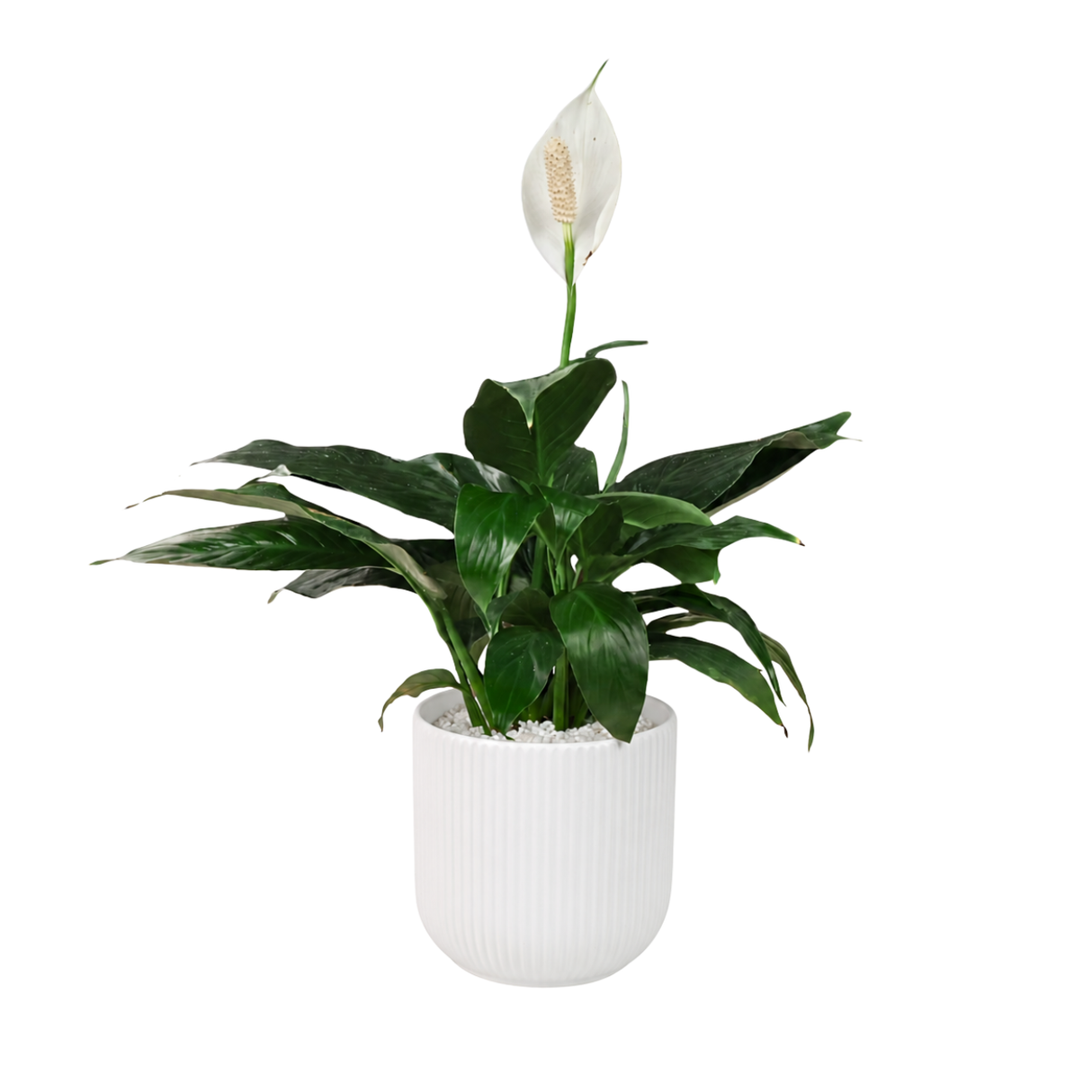 Spathiphyllum in Ceramic Pot (Peace Lily)