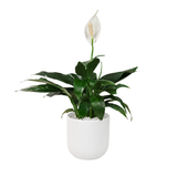 Spathiphyllum in Ceramic Pot (Peace Lily)