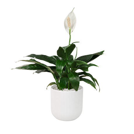 Spathiphyllum in Ceramic Pot (Peace Lily)