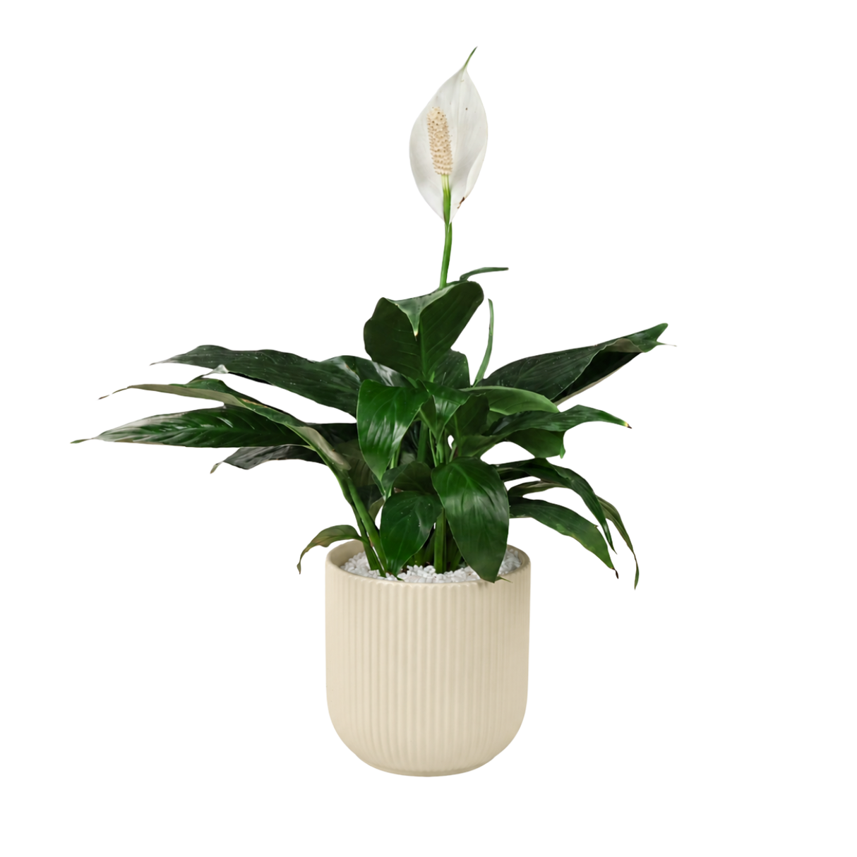 Spathiphyllum in Ceramic Pot (Peace Lily)