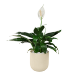 Spathiphyllum in Ceramic Pot (Peace Lily)