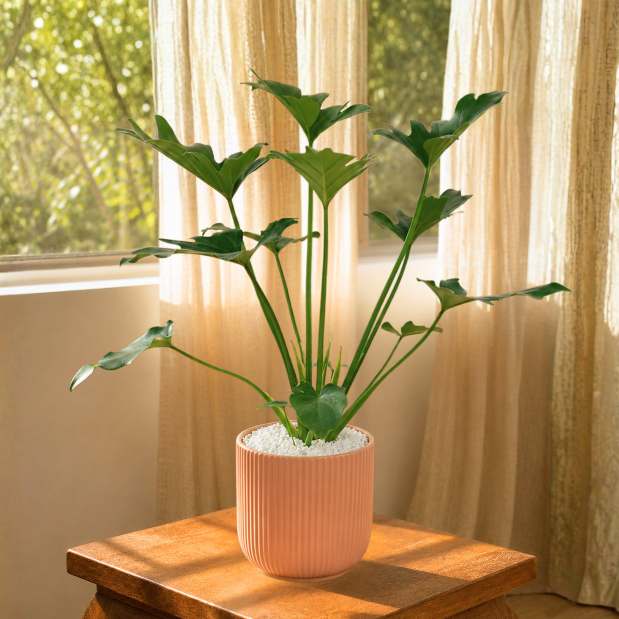 Philodendron Xanadu (冬羽) in Ceramic Pot