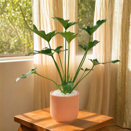 Philodendron Xanadu (冬羽) in Ceramic Pot