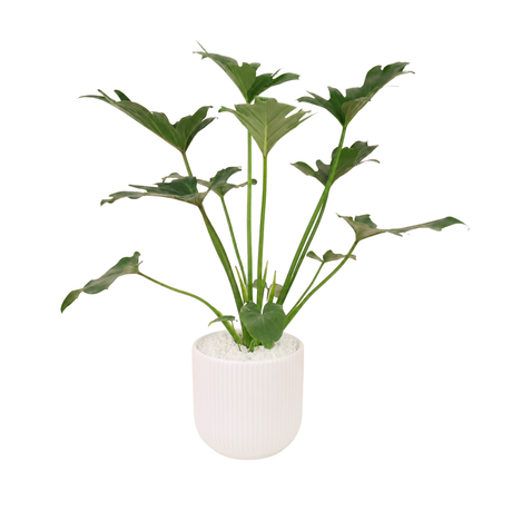 Philodendron Xanadu (冬羽) in Ceramic Pot