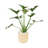 Philodendron Xanadu (冬羽) in Ceramic Pot
