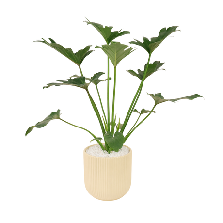 Philodendron Xanadu (冬羽) in Ceramic Pot