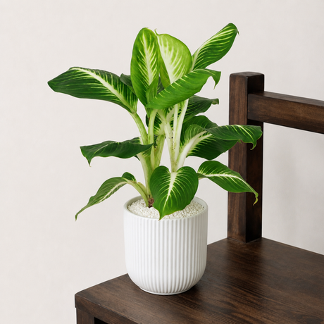 Dieffenbachia ‘Camille’ (Dumb Cane) in Ceramic Pot