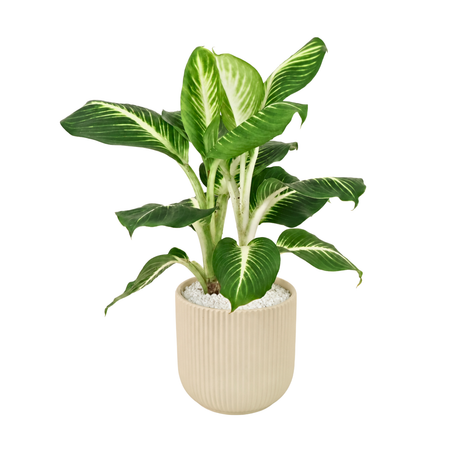 Dieffenbachia ‘Camille’ (Dumb Cane) in Ceramic Pot