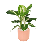 Dieffenbachia ‘Camille’ (Dumb Cane) in Ceramic Pot