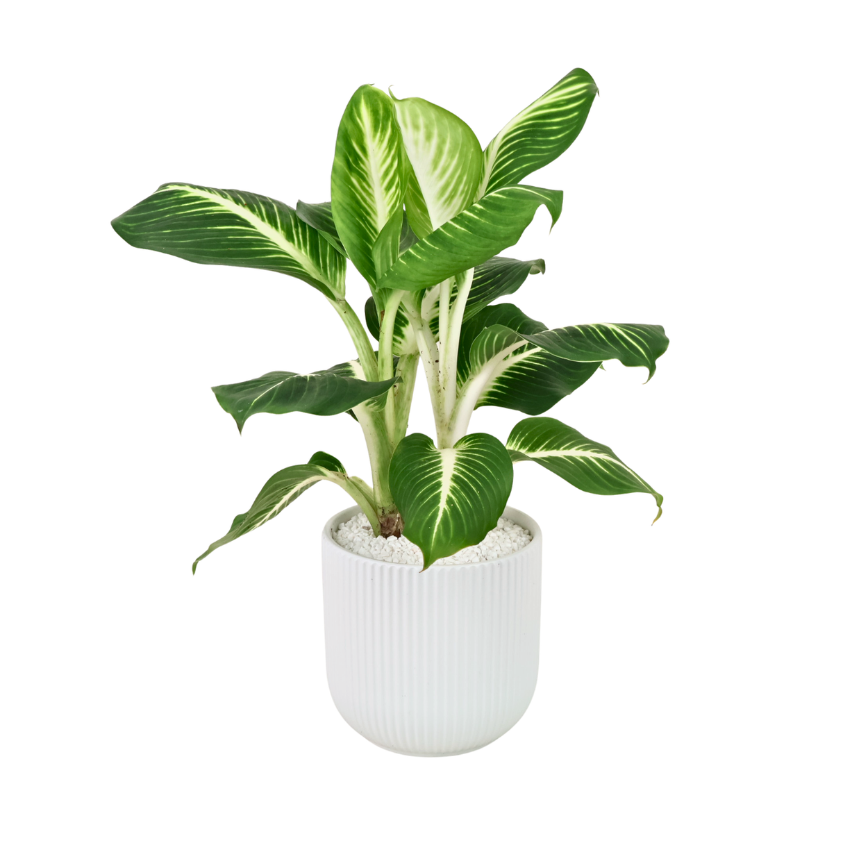 Dieffenbachia ‘Camille’ (Dumb Cane) in Ceramic Pot