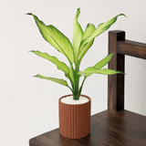 Dieffenbachia ‘Tropic Snow’ (Dumb Cane) in Ceramic Pot