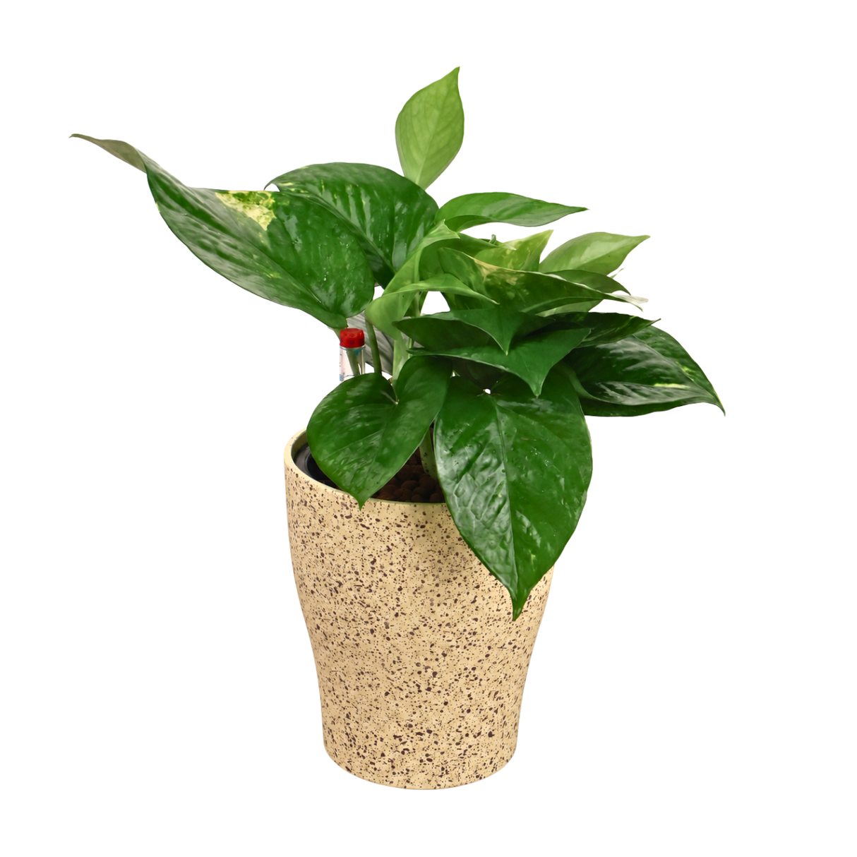 Money Plant in Self-Watering Round Pot