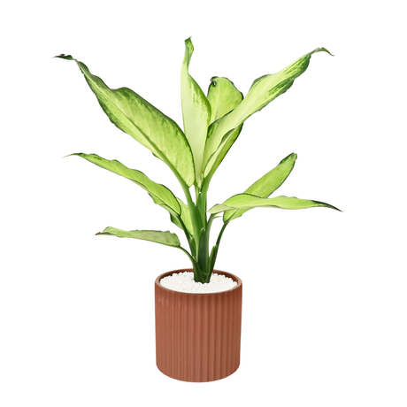 Dieffenbachia ‘Tropic Snow’ (Dumb Cane) in Ceramic Pot