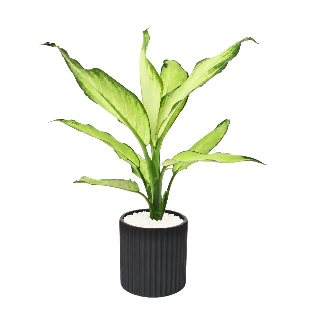Dieffenbachia ‘Tropic Snow’ (Dumb Cane) in Ceramic Pot