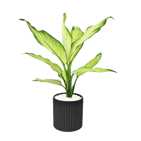 Dieffenbachia ‘Tropic Snow’ (Dumb Cane) in Ceramic Pot