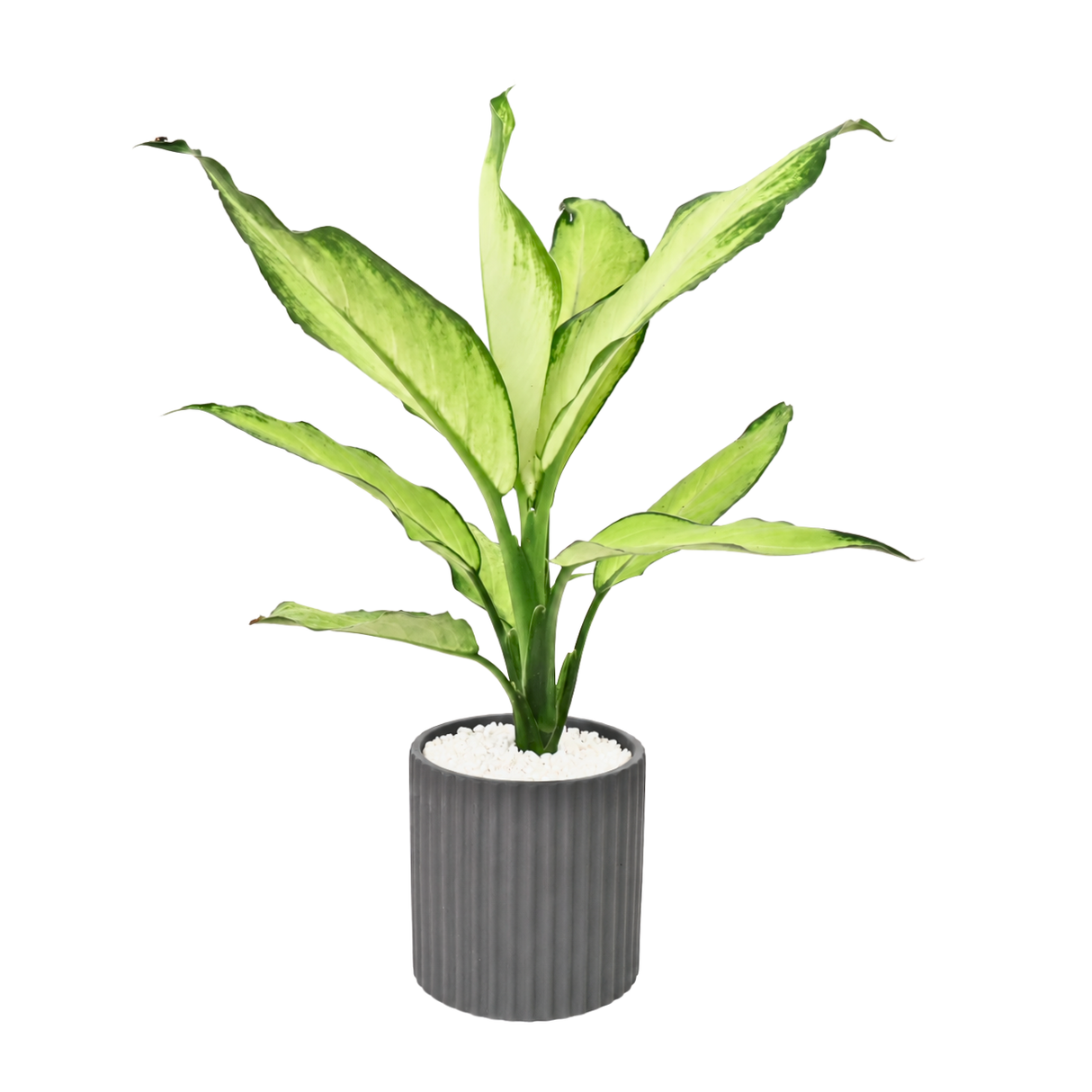 Dieffenbachia ‘Tropic Snow’ (Dumb Cane) in Ceramic Pot