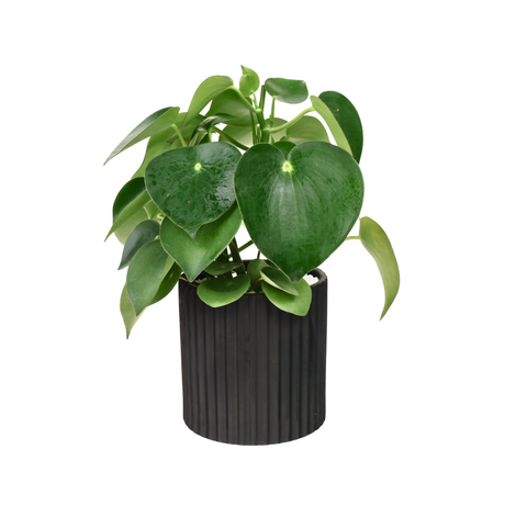 Peperomia Polybotrya (Raindrop Peperomia) in Ceramic Pot