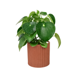 Peperomia Polybotrya (Raindrop Peperomia) in Ceramic Pot