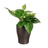 Money Plant in Self-Watering Round Pot