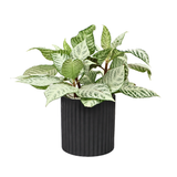 Aglaonema ‘Silver Queen’ (Chinese Evergreen) in Ceramic Pot
