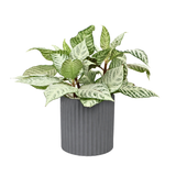Aglaonema ‘Silver Queen’ (Chinese Evergreen) in Ceramic Pot