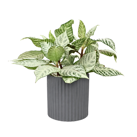 Aglaonema ‘Silver Queen’ (Chinese Evergreen) in Ceramic Pot