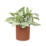 Aglaonema ‘Silver Queen’ (Chinese Evergreen) in Ceramic Pot