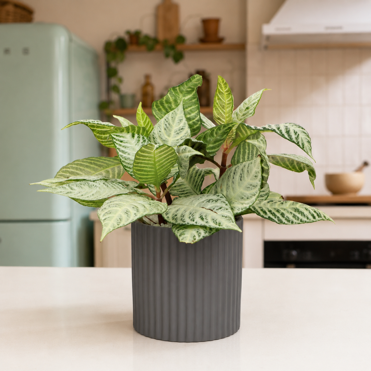 Aglaonema ‘Silver Queen’ (Chinese Evergreen) in Ceramic Pot