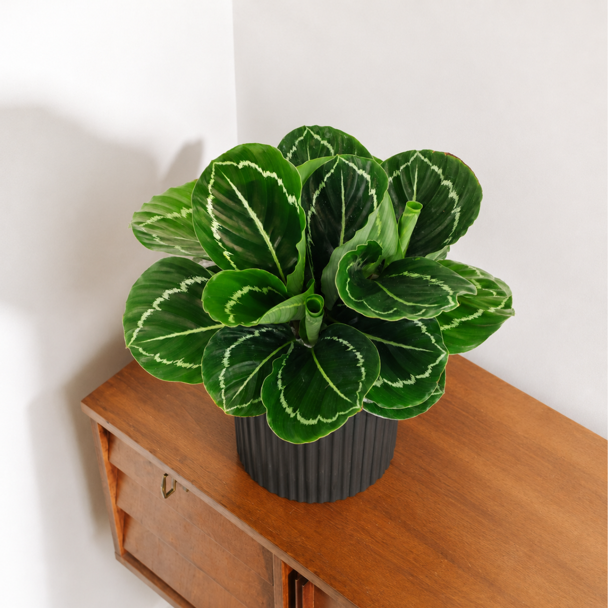 Calathea Roseopicta (Rose-Painted Calathea) in Ceramic Pot