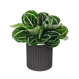 Calathea Roseopicta (Rose-Painted Calathea) in Ceramic Pot