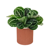 Calathea Roseopicta (Rose-Painted Calathea) in Ceramic Pot