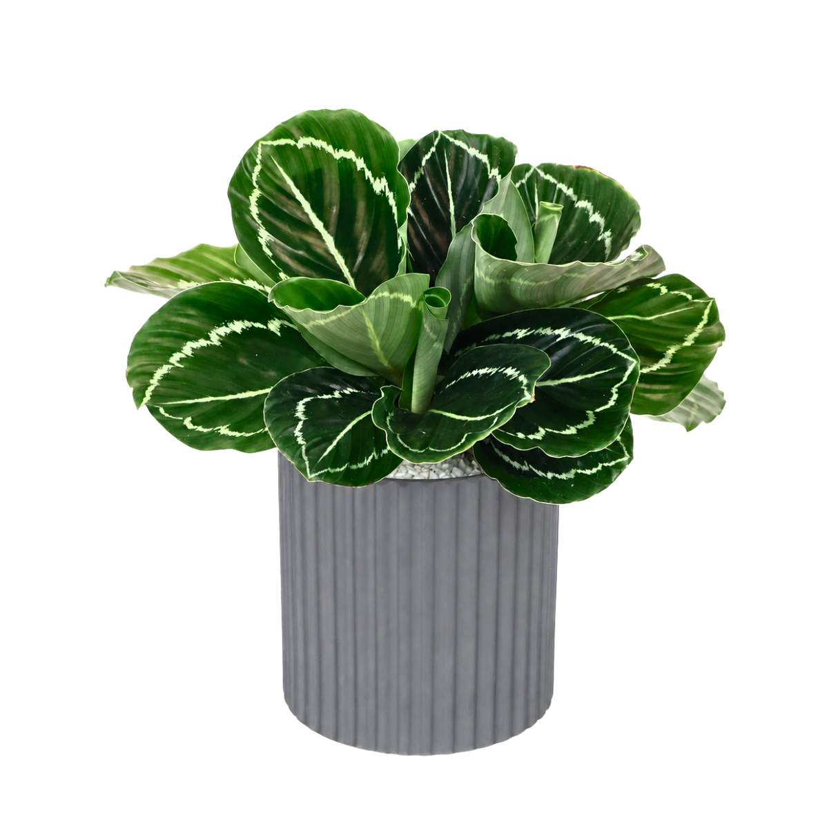 Calathea Roseopicta (Rose-Painted Calathea) in Ceramic Pot