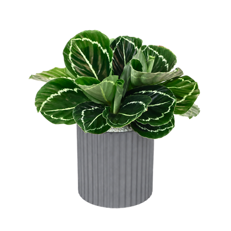 Calathea Roseopicta (Rose-Painted Calathea) in Ceramic Pot