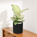 Aglaonema ‘Super White’ (Chinese Evergreen) in Ceramic Pot