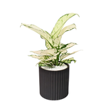 Aglaonema ‘Super White’ (Chinese Evergreen) in Ceramic Pot