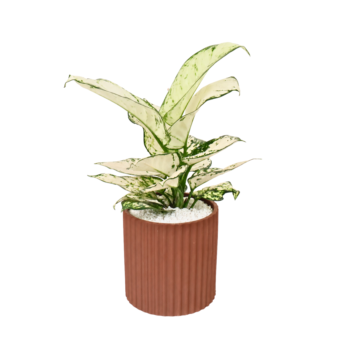 Aglaonema ‘Super White’ (Chinese Evergreen) in Ceramic Pot