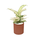 Aglaonema ‘Super White’ (Chinese Evergreen) in Ceramic Pot