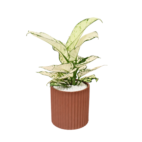 Aglaonema ‘Super White’ (Chinese Evergreen) in Ceramic Pot