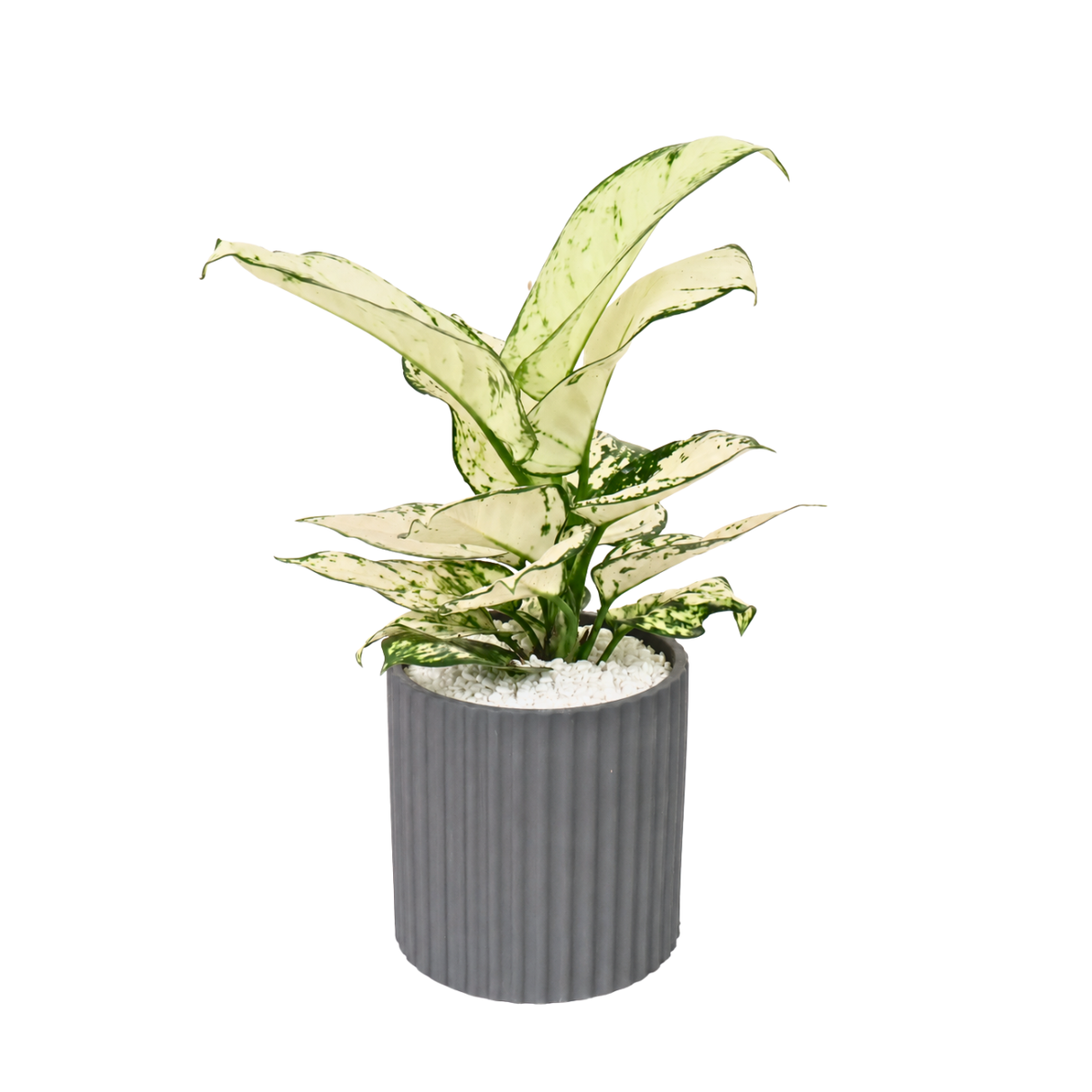 Aglaonema ‘Super White’ (Chinese Evergreen) in Ceramic Pot