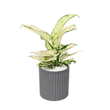 Aglaonema ‘Super White’ (Chinese Evergreen) in Ceramic Pot