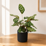 Calathea Makoyana (Peacock Plant) in Ceramic Pot
