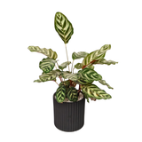 Calathea Makoyana (Peacock Plant) in Ceramic Pot
