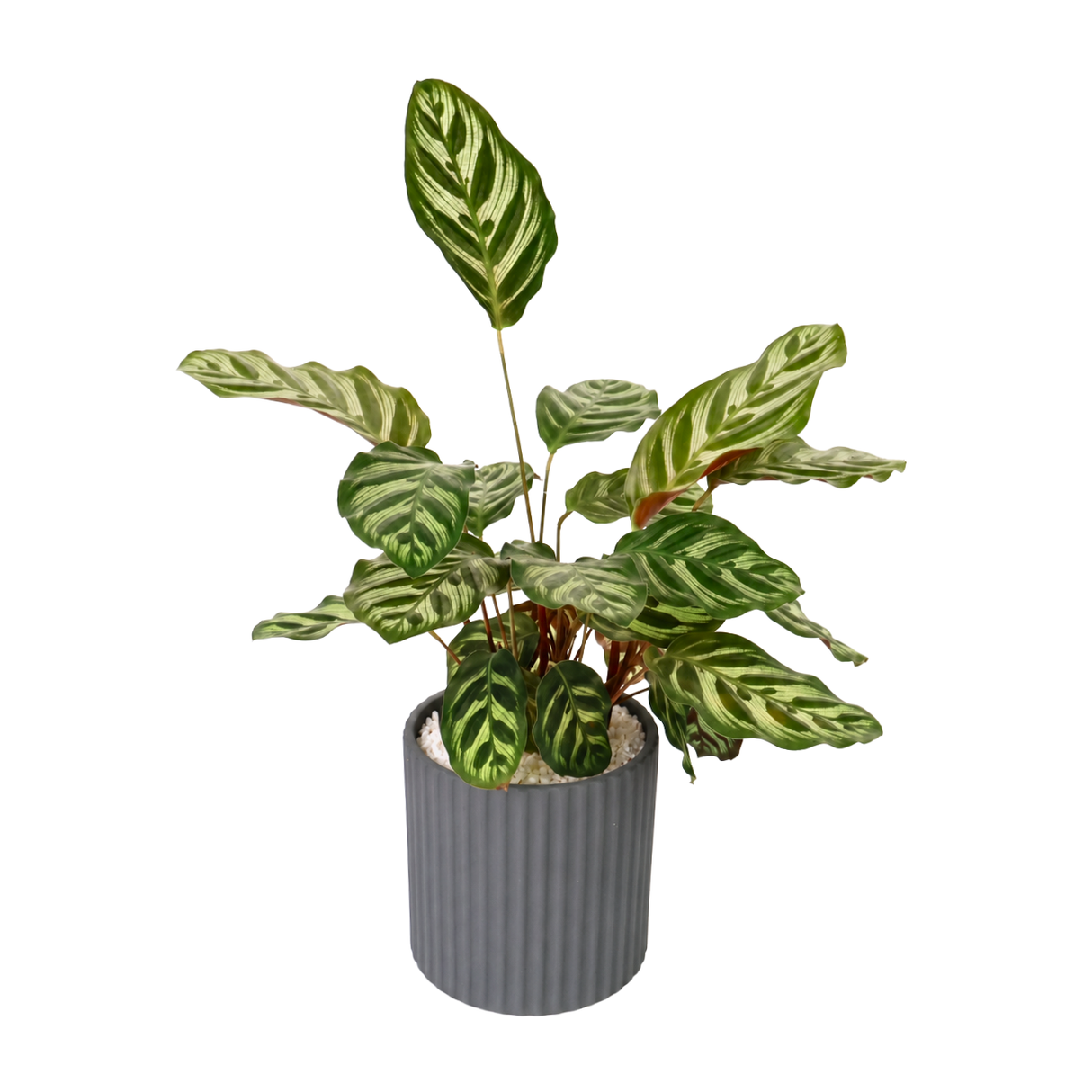 Calathea Makoyana (Peacock Plant) in Ceramic Pot
