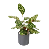 Calathea Makoyana (Peacock Plant) in Ceramic Pot