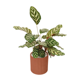 Calathea Makoyana (Peacock Plant) in Ceramic Pot